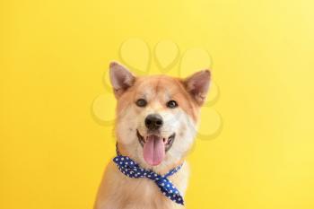 Cute Akita Inu dog on color background�