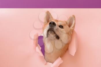 Cute Akita Inu dog visible through hole in torn color paper�