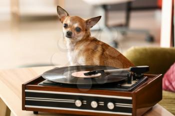 Cute funny dog near record player with vinyl disc in room�