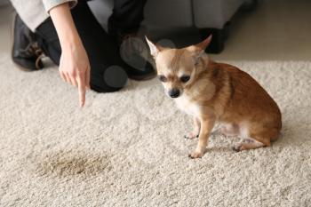 Owner scolding her dog for wet spot on carpet�