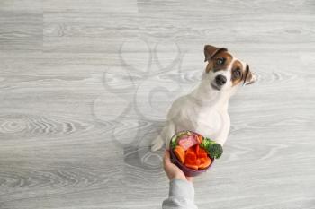 Owner feeding cute dog at home�