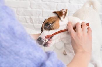 Owner cleaning teeth of cute dog with brush on white background�