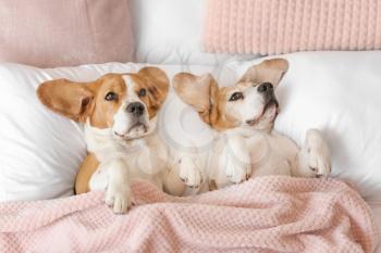 Cute funny dogs lying in bed at home�