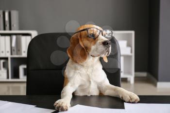 Cute funny dog with eyeglasses sitting at workplace in office�