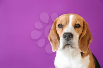 Cute funny dog on color background�