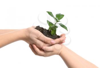 Hands of woman and child with young plant on white background�