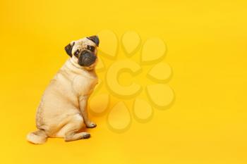 Teenage girl with cute pug dog on color background�