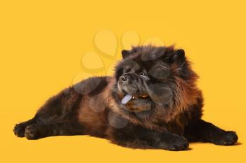 Cute Chow-Chow dog on color background�