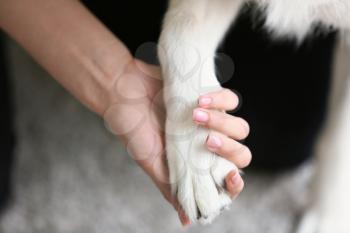 Paw of Husky dog and hand of owner, closeup�