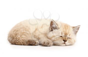 Cute sleeping kitten on white background�
