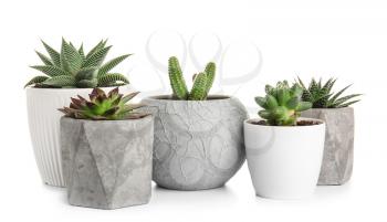 Green succulents in pots on white background�