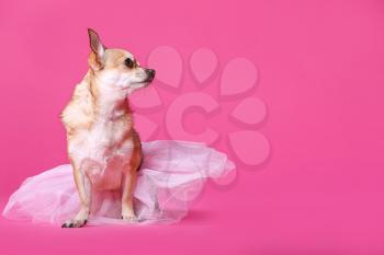 Cute chihuahua dog in skirt on color background�