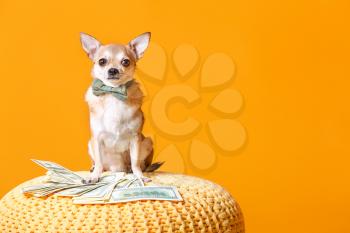 Cute chihuahua dog with money on wicker pouf against color background�