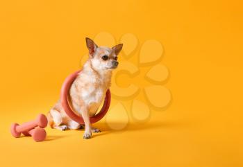 Cute chihuahua dog with hula hoop and dumbbells on color background�