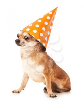 Cute chihuahua dog with party hat on white background�