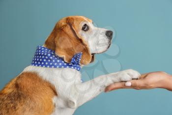 Cute funny dog giving paw to owner on grey background�