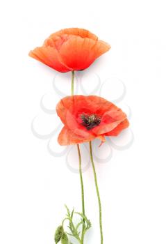 Beautiful red poppy flowers on white background�