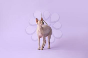 Funny Sphynx cat on color background�