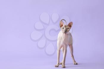 Funny Sphynx cat on color background�