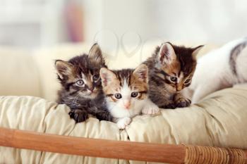 Cute funny kittens at home�