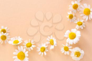 Many chamomile flowers on color background�