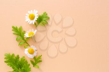 Beautiful chamomile flowers on color background�