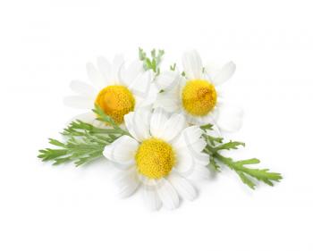 Beautiful chamomile flowers on white background�