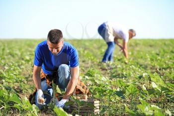 Young male farmer gathering harvest in field�