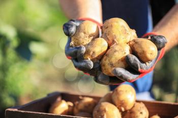 Male farmer with gathered potatoes in field, closeup�