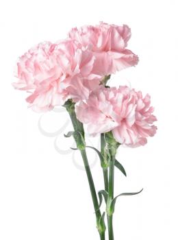 Beautiful carnation flowers on white background�