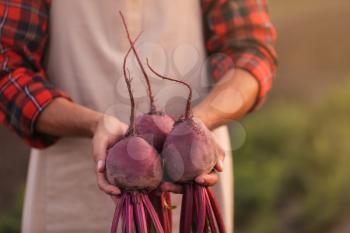 Male farmer with harvest of beetroots in field, closeup�