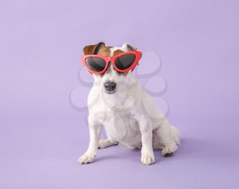 Cute Jack Russell Terrier with stylish sunglasses on color background�