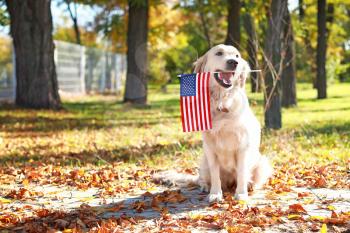 Cute dog with national flag of USA in park. Memorial Day celebration�
