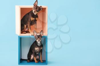 Cute toy terrier dogs on color background�