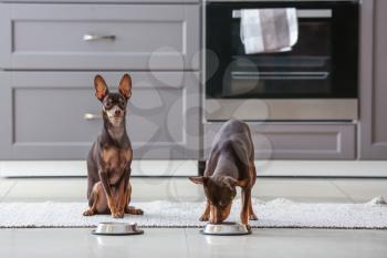 Cute toy terrier dogs with bowls of food in kitchen�