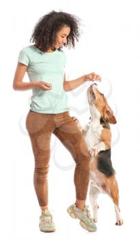 Beautiful African-American woman training her dog on white background�