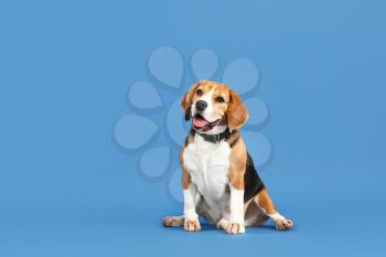 Adorable Beagle dog on color background�