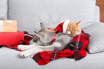Cute cat with dog resting on sofa at home on Christmas eve�