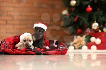 Cute kitten with puppy at home on Christmas eve�