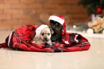 Cute kitten with puppy at home on Christmas eve�