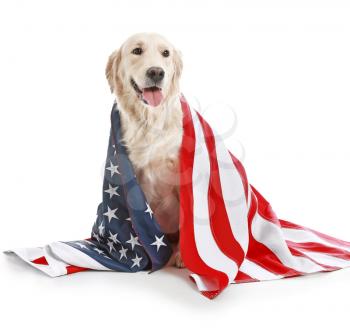 Cute golden retriever dog with USA flag on white background. Memorial Day celebration�