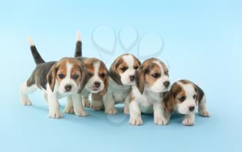 Cute beagle puppies on color background�
