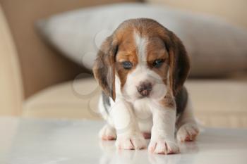 Cute beagle puppy at home�