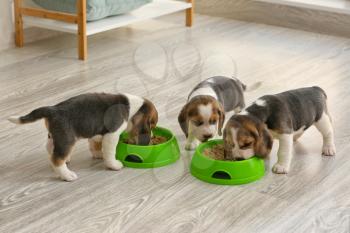 Cute beagle puppies eating food from bowls at home�