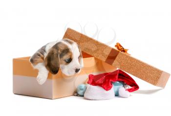 Cute beagle puppy in box and Christmas decor on white background�