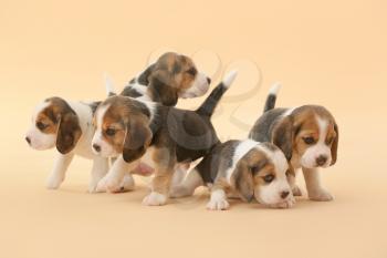 Cute beagle puppies on color background�