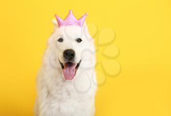 Cute funny dog with crown on color background�