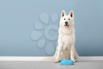 Cute funny dog and bowl with food near color wall�