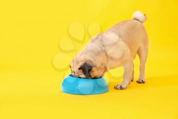 Cute pug dog eating from bowl on color background�