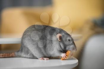 Cute rat eating tasty snack on table�